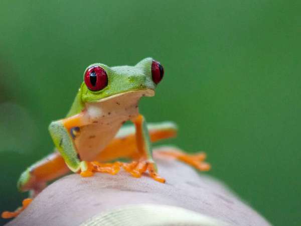 Costa Rica tree frog