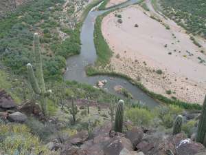 Forests of Cactus